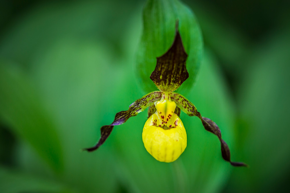 Botanical Photos | Pictures | Pics | Images | Wallpapers |  Wall Art