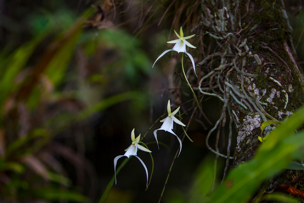 Ghost Orchids Flower | Pictures | Images | Florida | Care