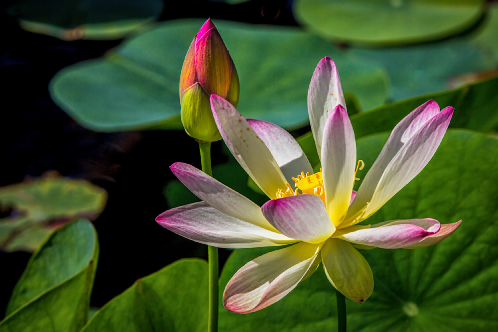 Botanical Photos | Pictures | Pics | Images | Wallpapers |  Wall Art