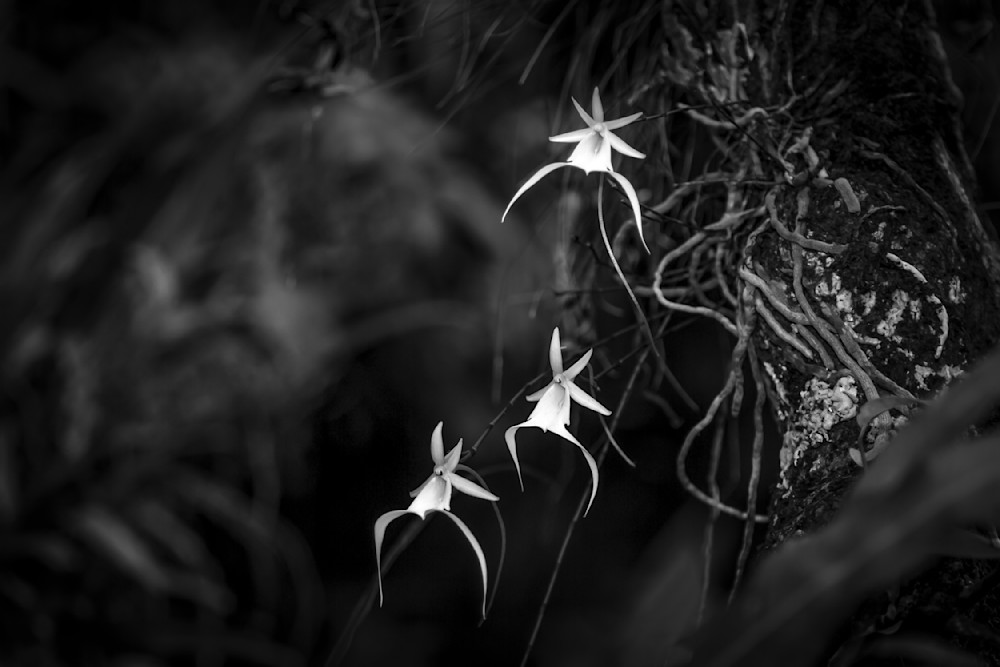 Ghost Orchids Flower | Pictures | Images | Florida | Care