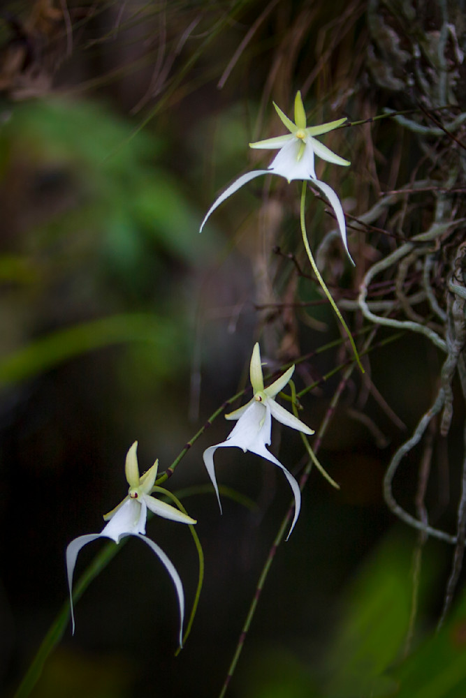 Ghost Orchids Flower | Pictures | Images | Florida | Care