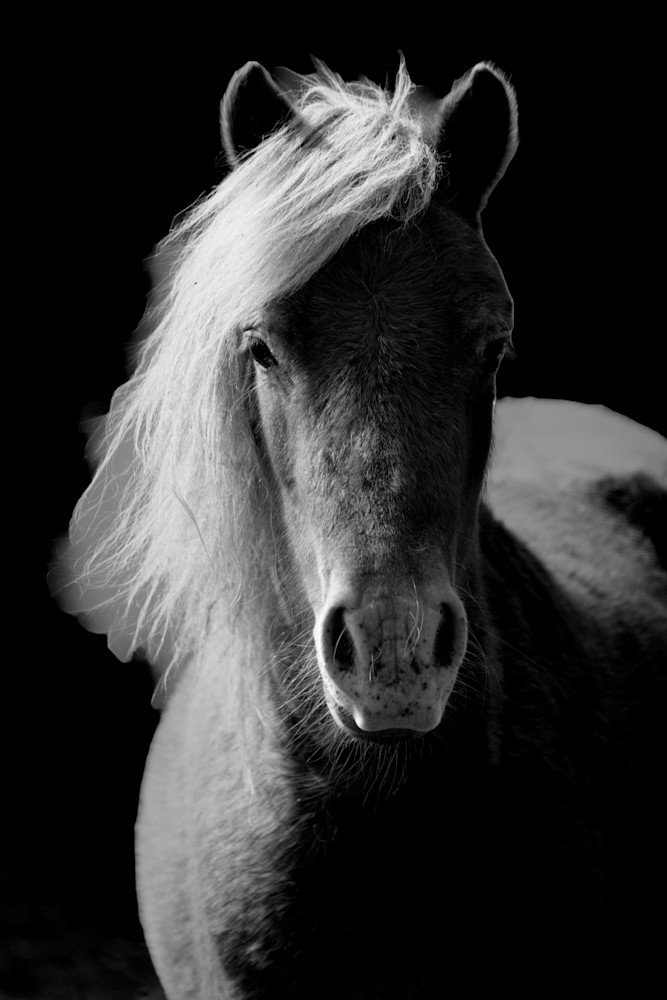 Night Horse Photography Art | Playful Gallery by Rob Harrison