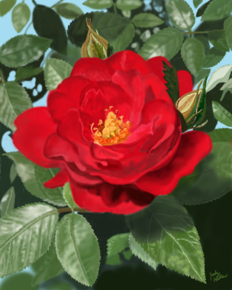 A Red Rose Art | Judy's Art Co.