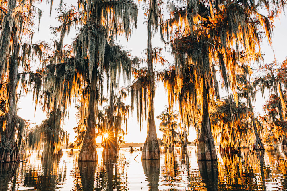 Christmas Trees In The Bayou Photography Art | Justin Hammer Photography
