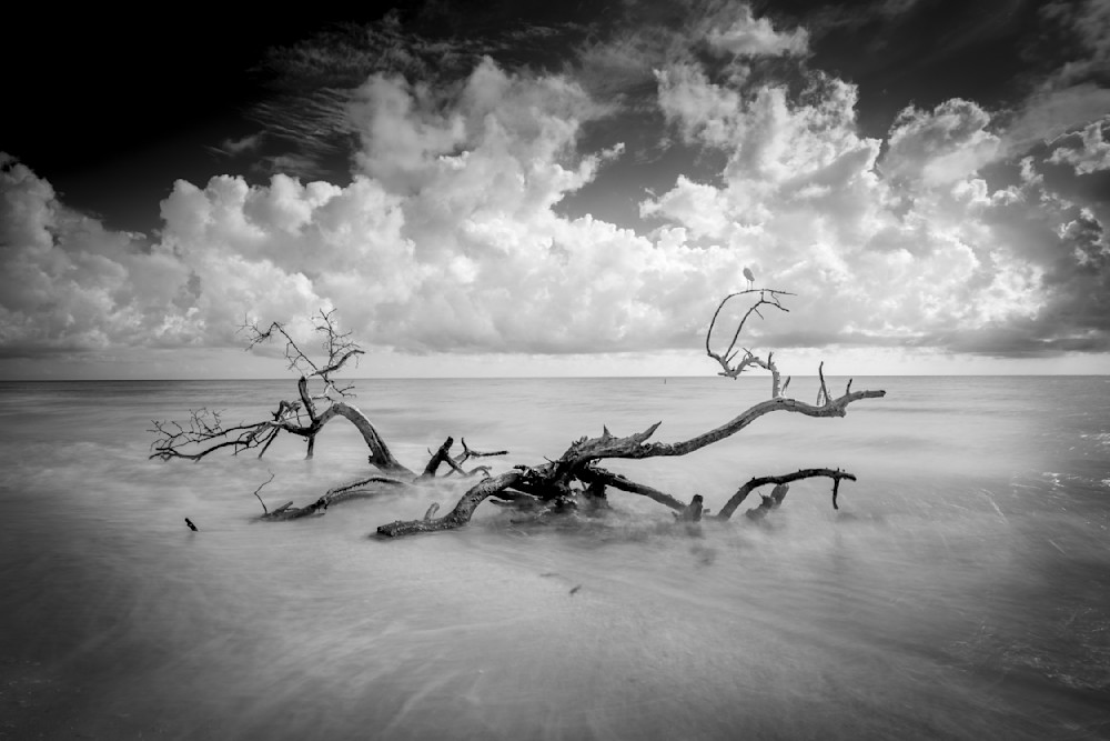 Beach | Tree | Florida | FL | Images 