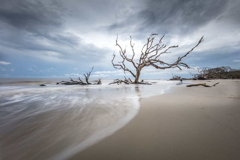 Beach | Tree | Florida | FL | Images 