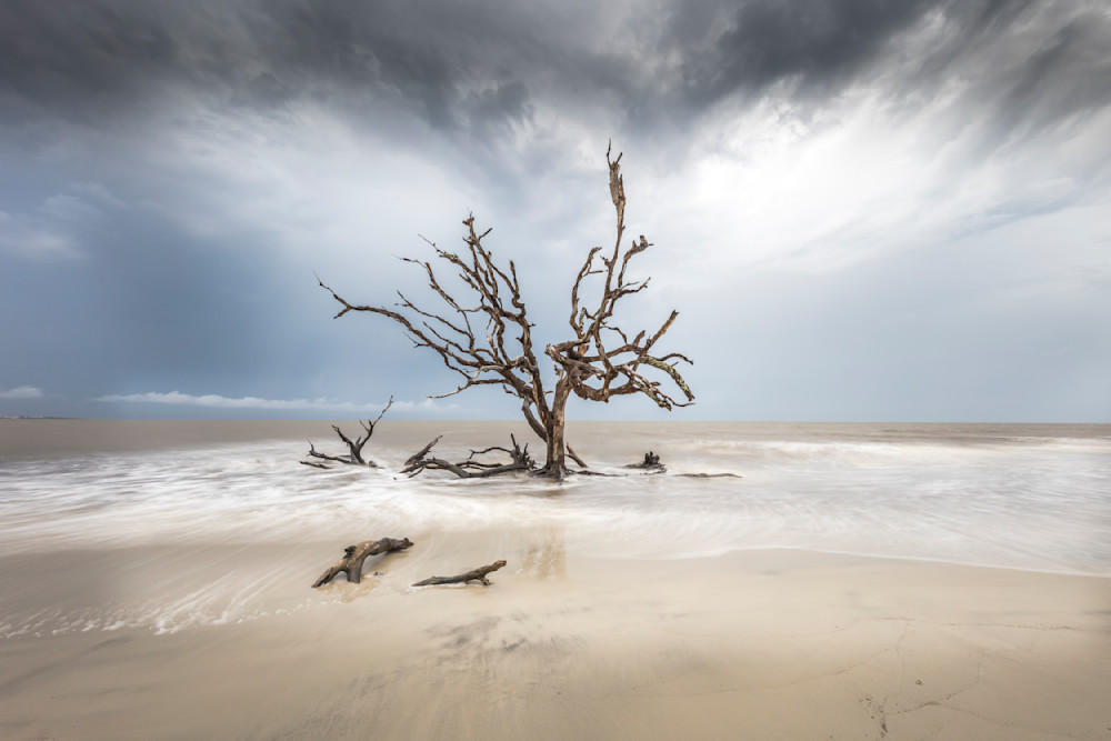 Beach | Tree | Florida | FL | Images 