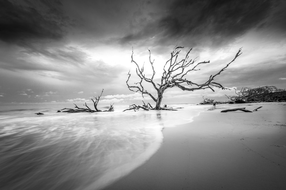 Beach | Tree | Florida | FL | Images 