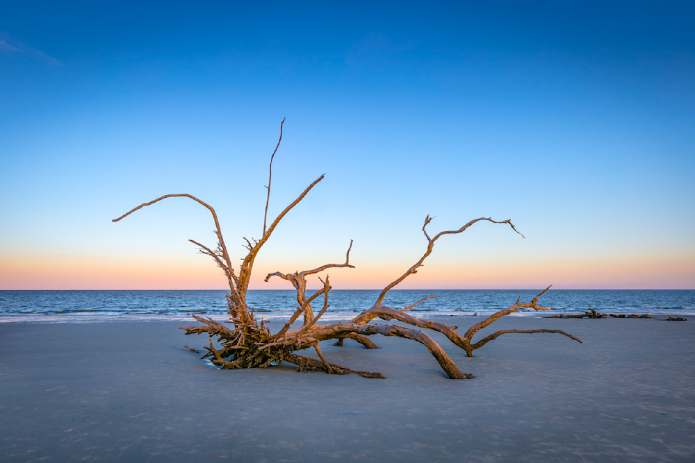 Beach | Tree | Florida | FL | Images 