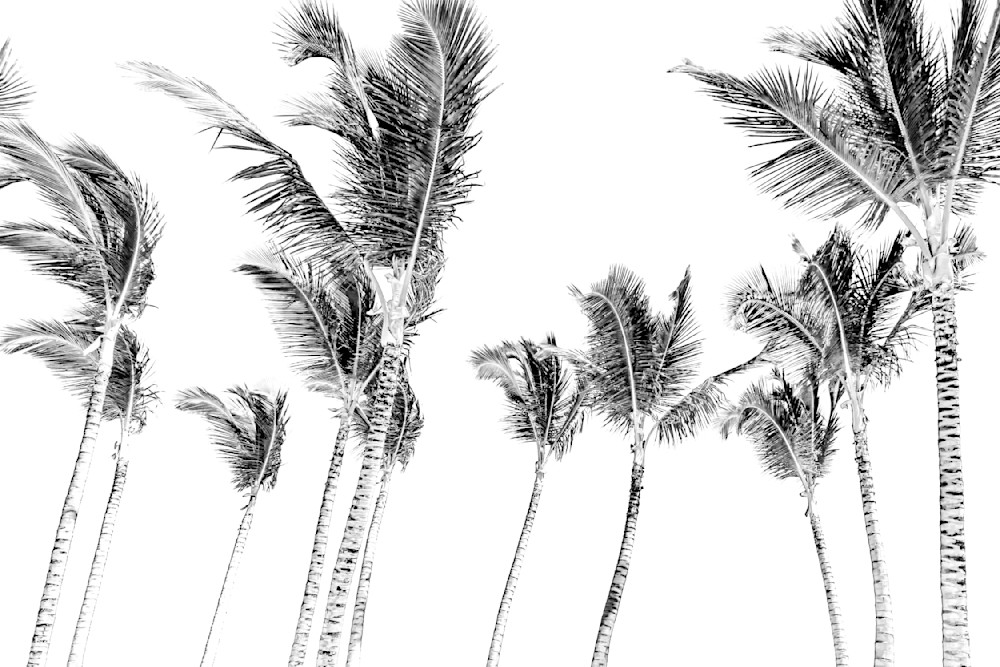 Palm Tree Images | Photos | Pics | Art 