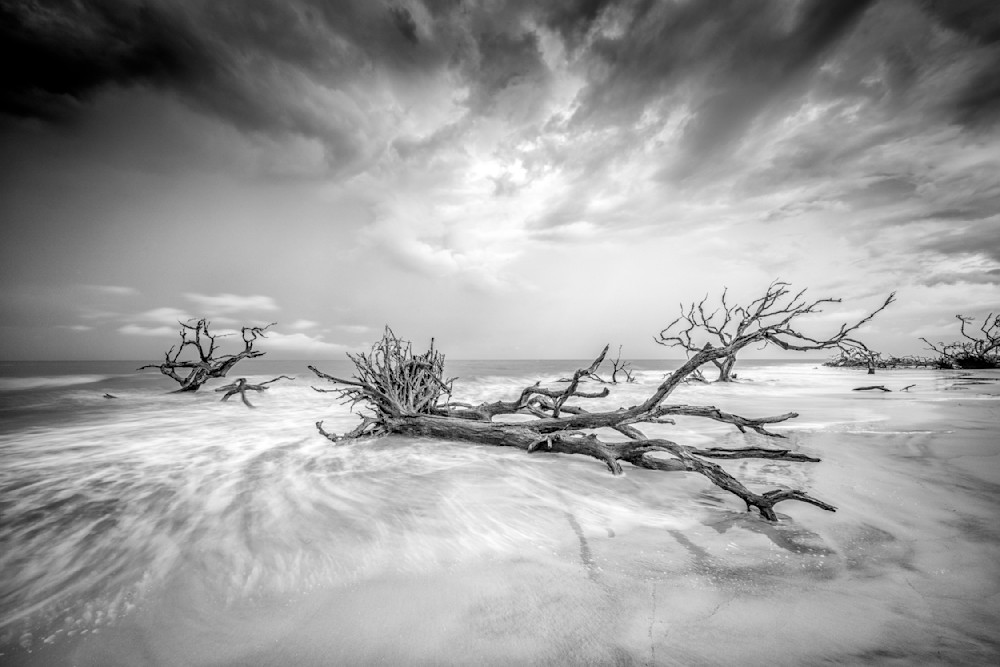 JECKYLL ISLAND DRIFTWOOD 1 BW