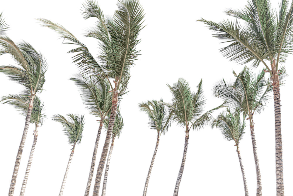 Palm Tree Images | Photos | Pics | Art 