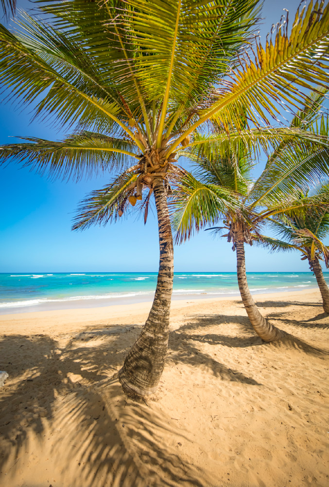 Palm Tree Images | Photos | Pics | Art 