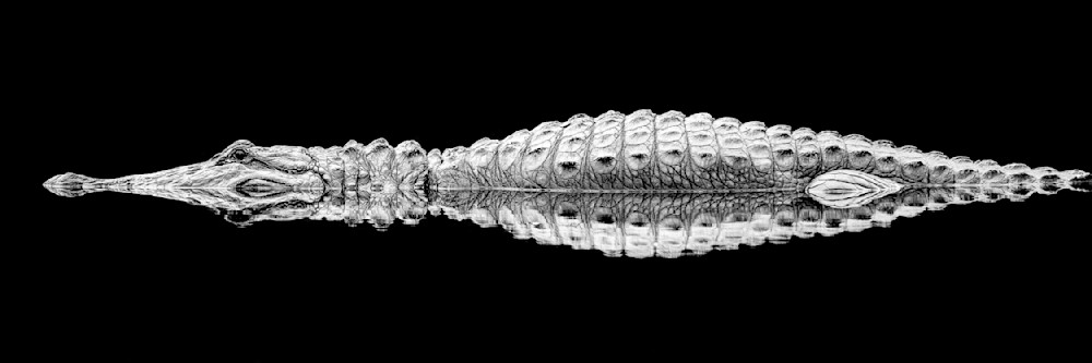 Alligator | Photos | Pictures| Pics| Images |Wall Art |Wallpapers