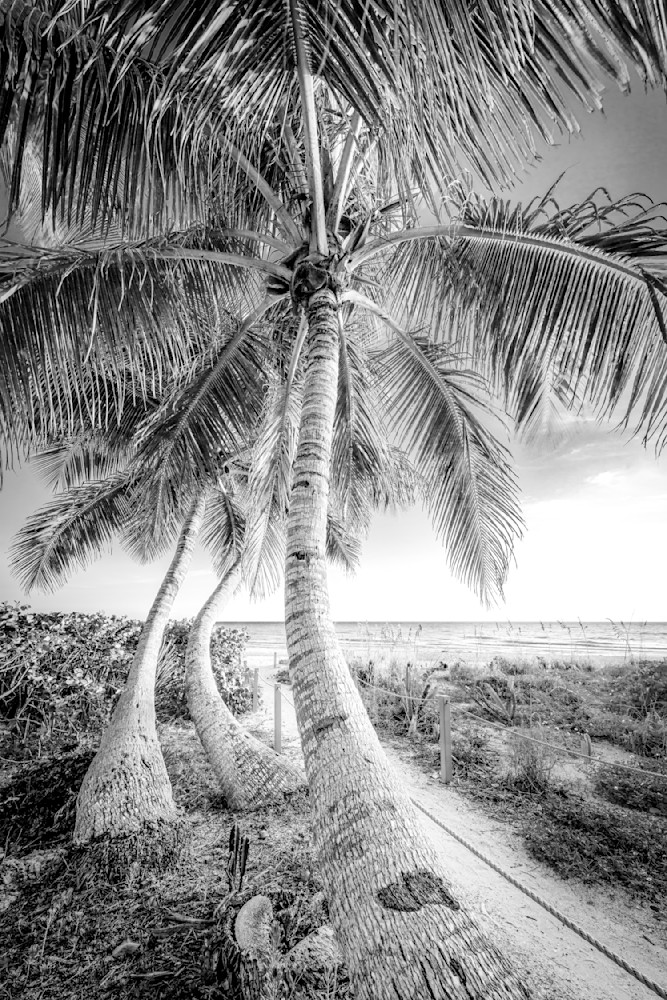 Sanibel Island Photos | Dennis Goodman Photography