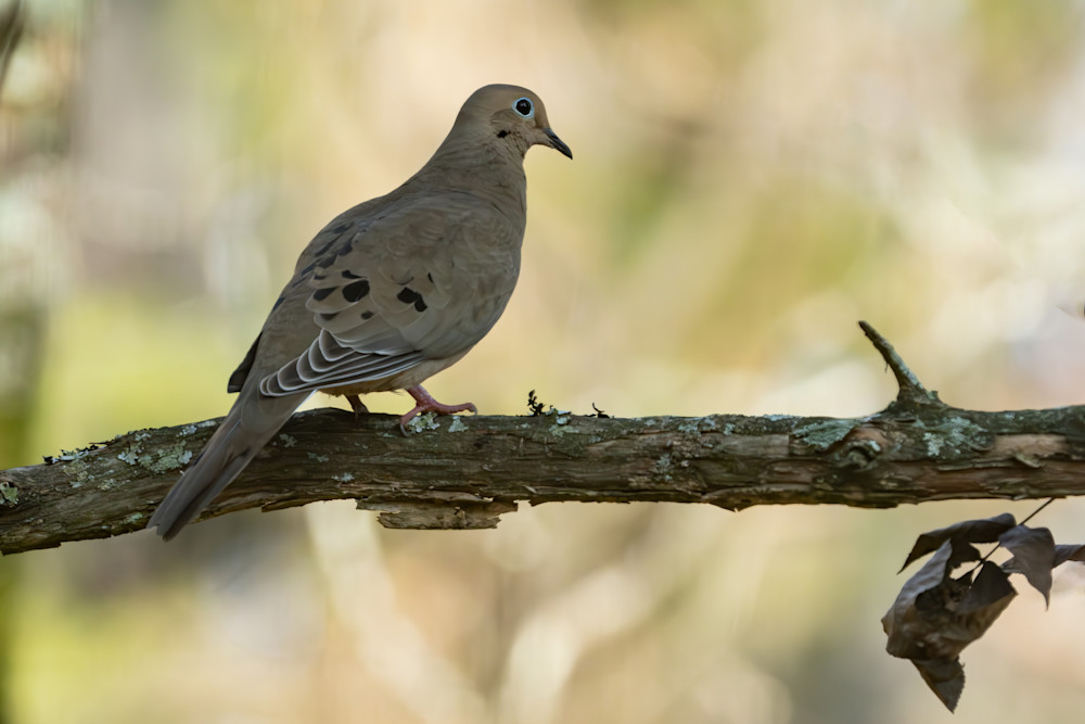 Mourning Dove Photography Art | Playful Gallery by Rob Harrison