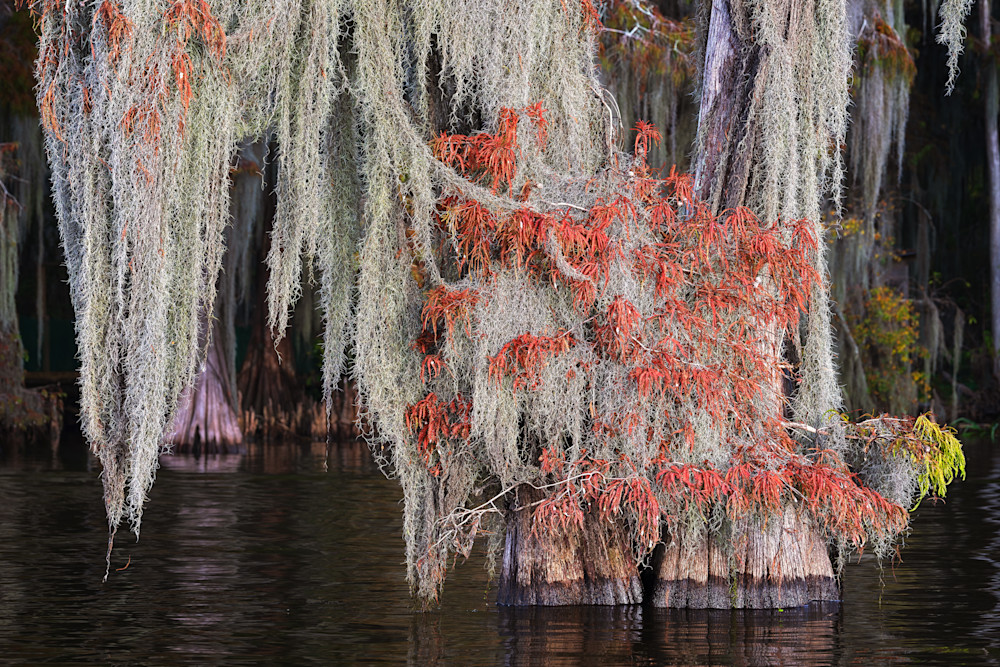 Bayou Autumn Tapestry — Louisiana swamp fine-art photography prints