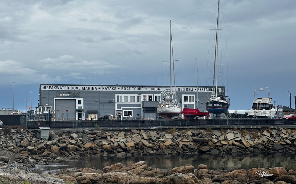 Monterey Breakwater Cove Marina Art | Whiskers and Waggers