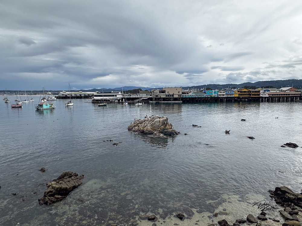 Monterey Bay Aqua Art | Whiskers and Waggers