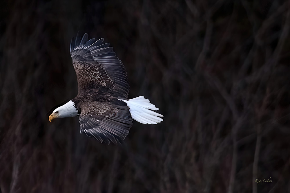 Majestic Photography Art | Art Beyond Control