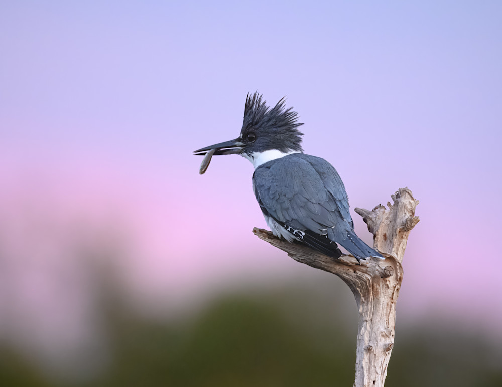 Belted Kingfisher with his Catch