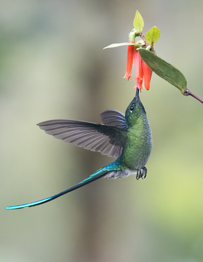Long-tailed Sylph Hummingbird