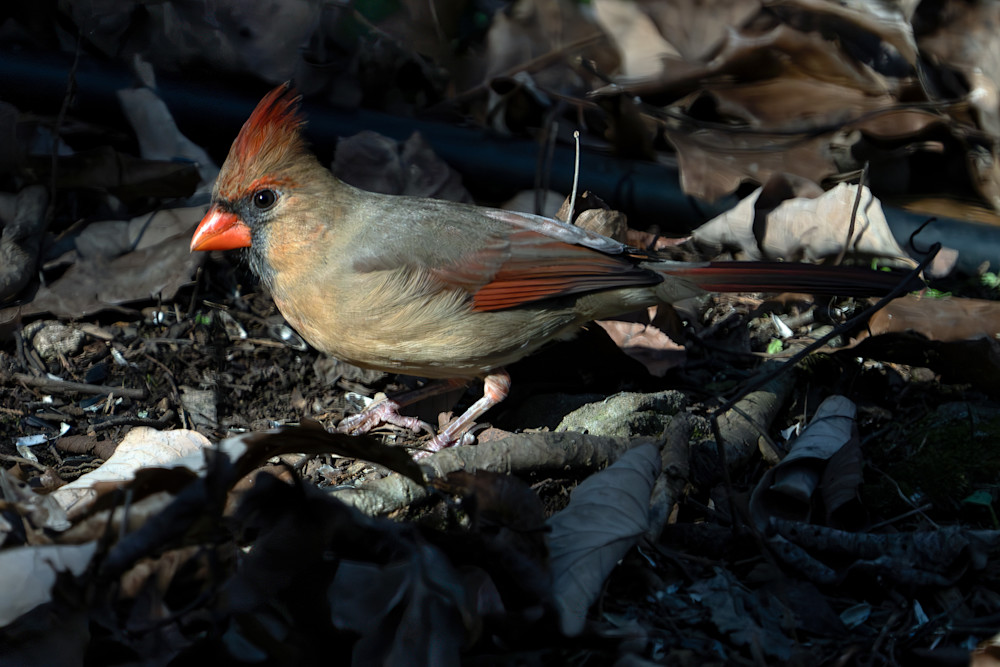 Coy Cardinal Photography Art | Playful Gallery by Rob Harrison