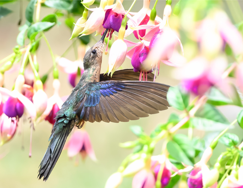 Sapphirewing Hummingbird 