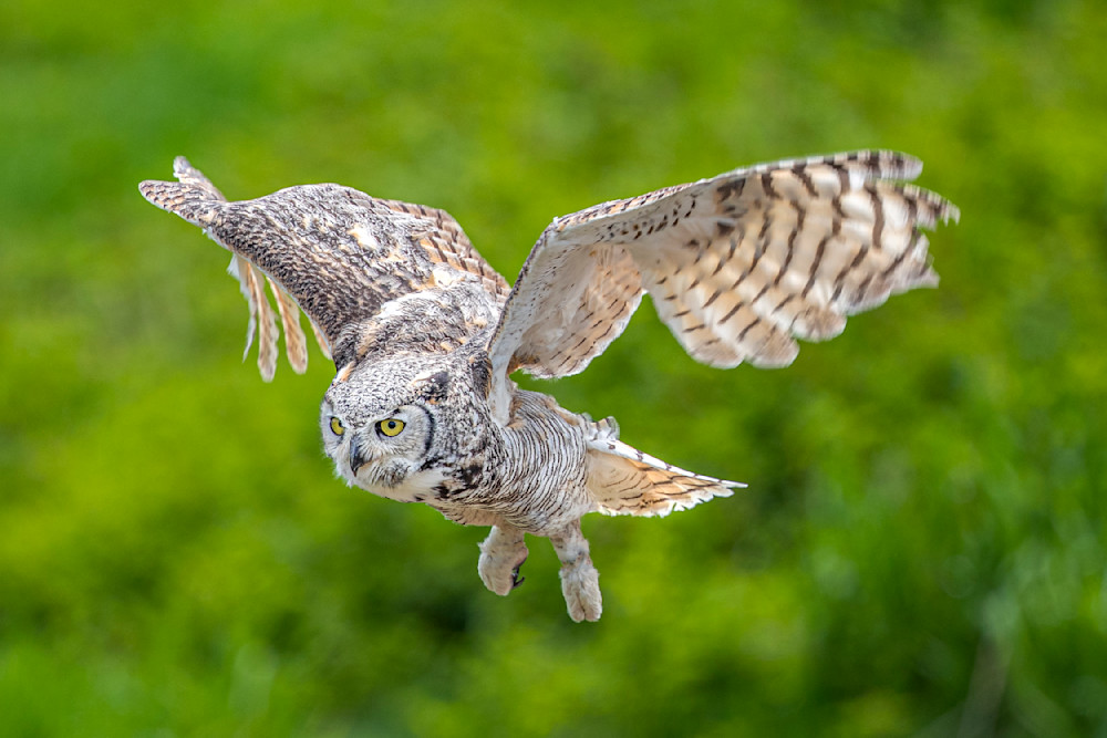 Owl | Art | Images | Photos | Pics  | Wallpapers