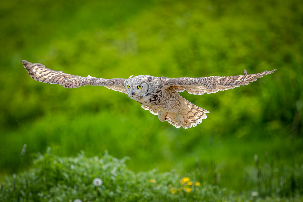 Owls Photographs | Wall Art | Images | Photos | Wallpapers
