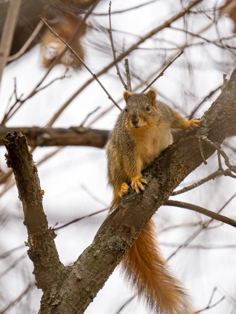 Curious Treetop Squirrel