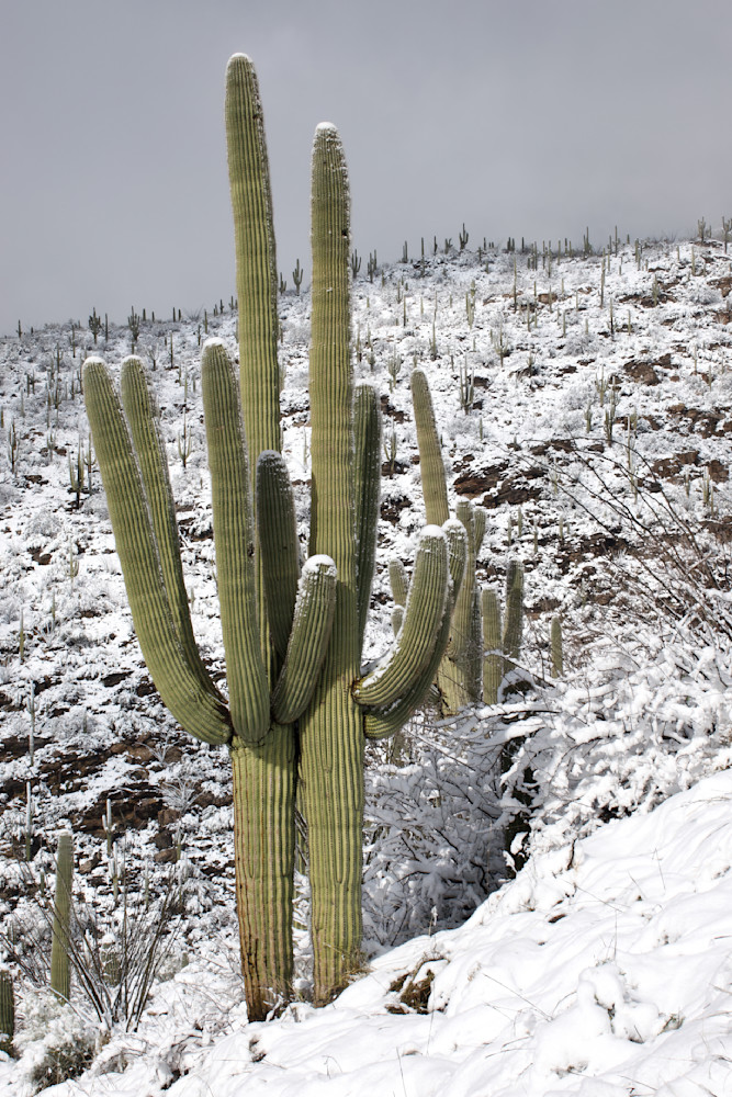 The Odd Couple   Saguaro National Park, Snow Photography Art | Josh Lien (@joshlien27)