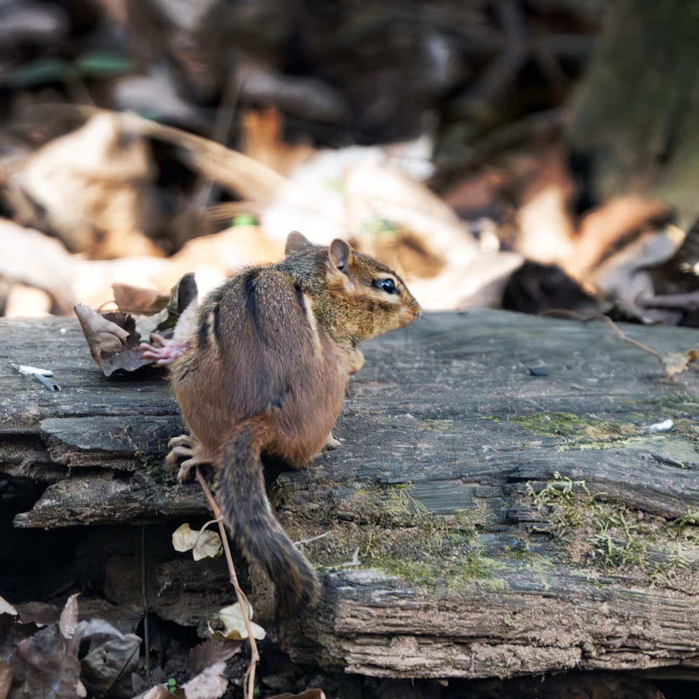 Chipmunk Photography Art | Playful Gallery by Rob Harrison