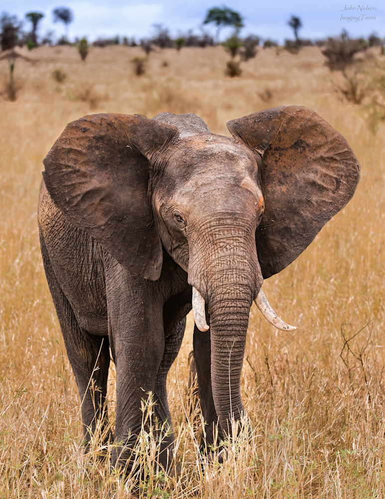 Elephant On The Serengeti Photography Art | johnnelson