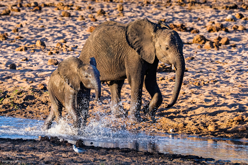 Young Elephants And Water Photography Art | johnnelson