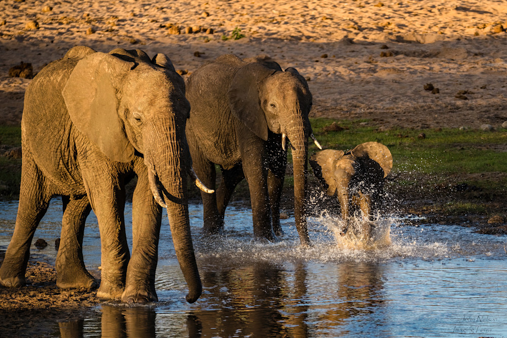 Evening At The Waterhole Photography Art | johnnelson