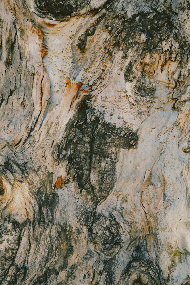 Neutrals Photography Art | racheljeraffi