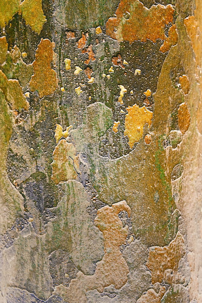 Forest In Bloom Photography Art | racheljeraffi
