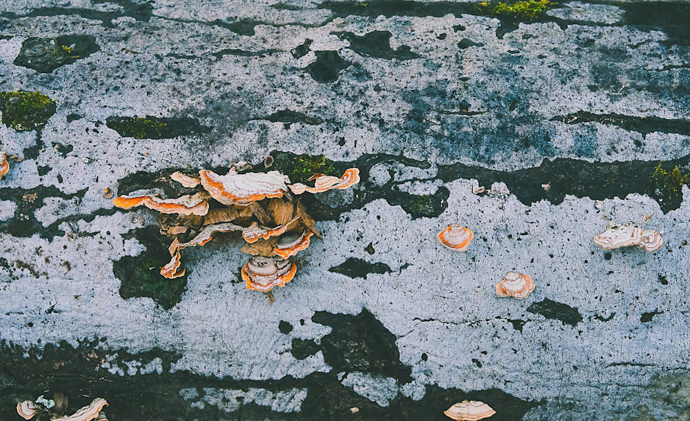 'island' Photography Art | racheljeraffi