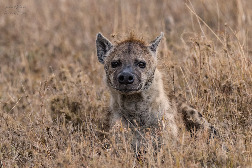 Hyena Watching From The Grass Photography Art | johnnelson