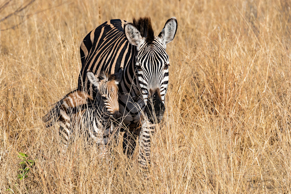 Zebra Mom And Young Foal Photography Art | johnnelson