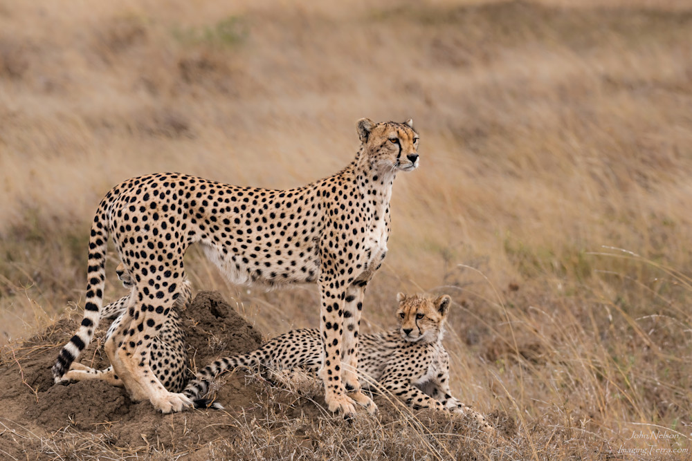 Cheetah Family Photography Art | johnnelson