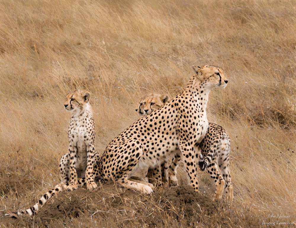 Cheetah Family On The Serengeti Photography Art | johnnelson