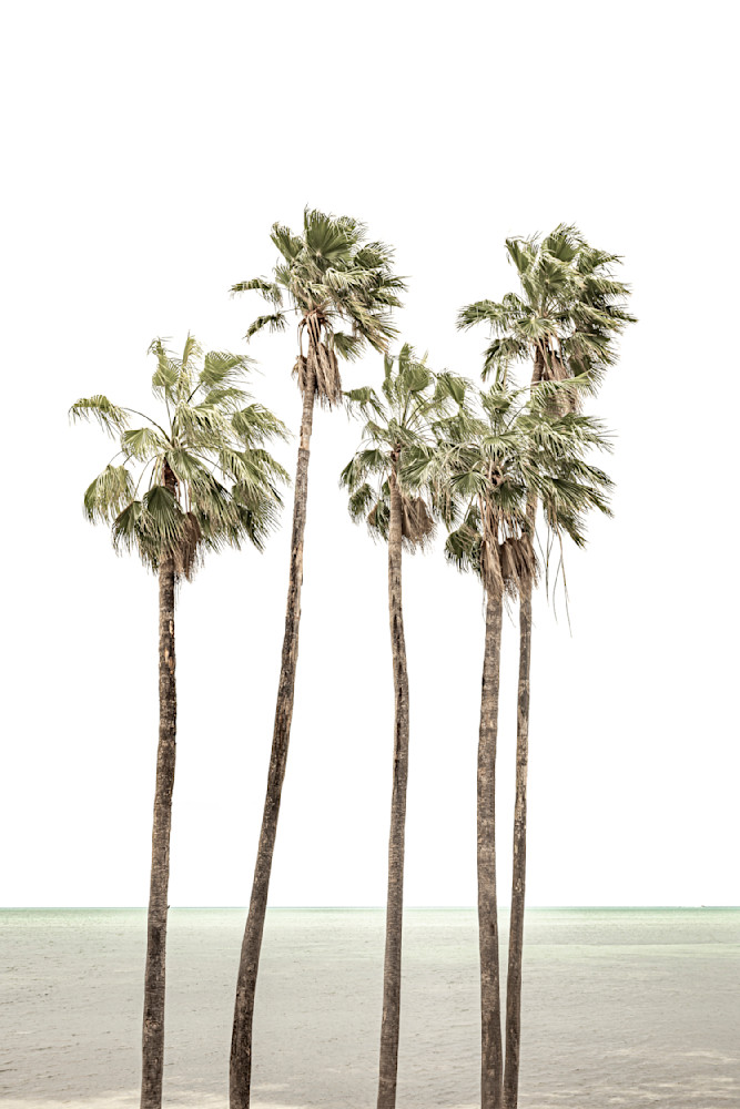 Florida Keys Palms Photography Art | Dennis Goodman Photography