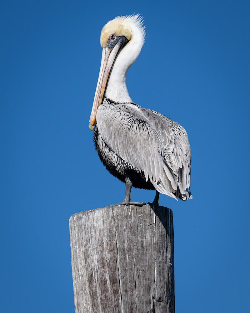 Pelican Snobbery — Louisiana fine-art photography prints