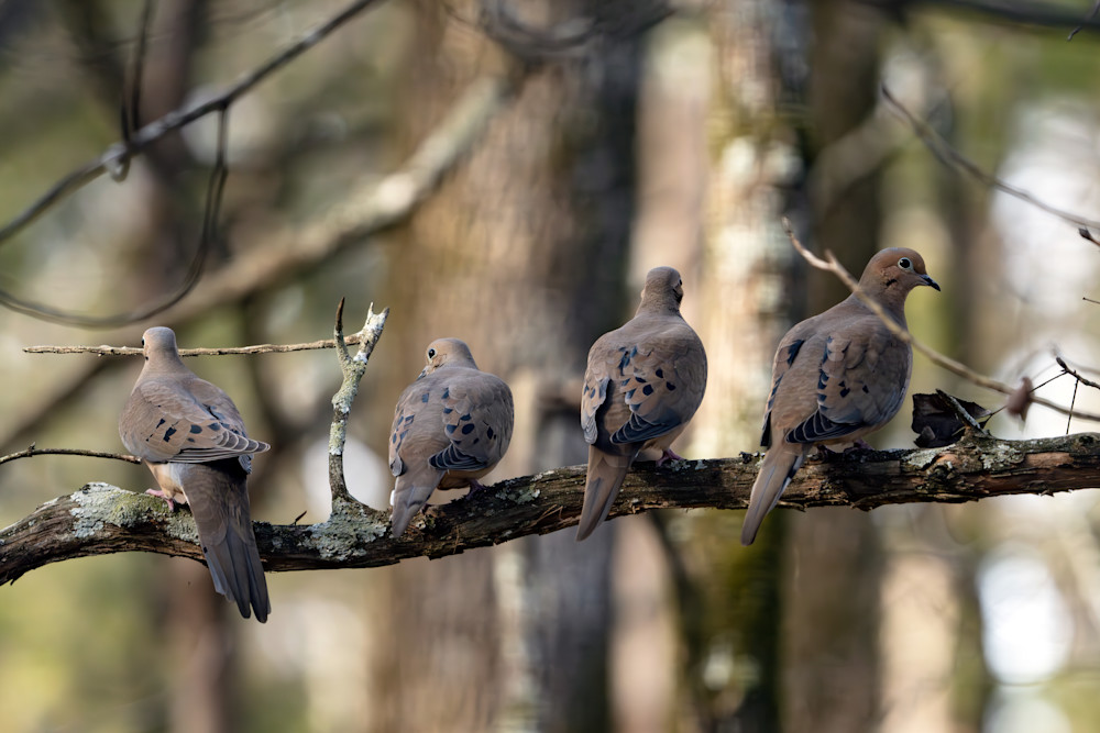 Mourning Doves Photography Art | Playful Gallery by Rob Harrison