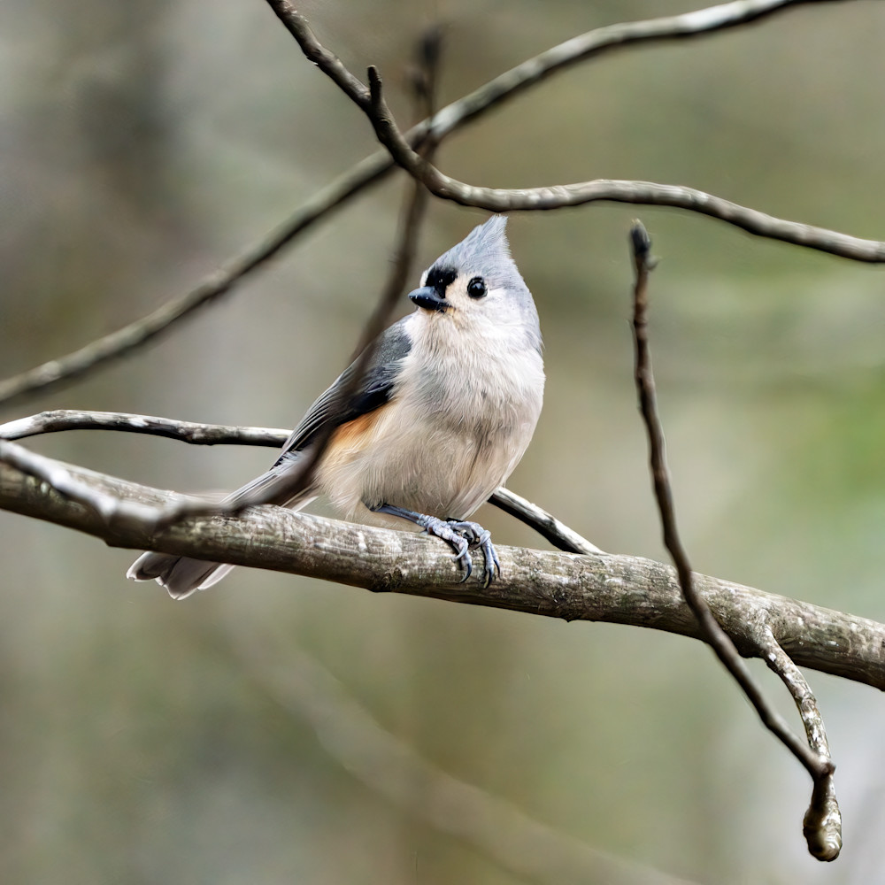 Tufted Titmouse Photography Art | Playful Gallery by Rob Harrison