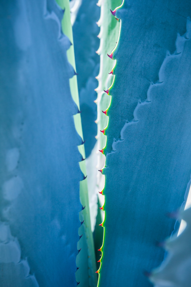 An Agave type plant with red thorns in San Fransisco, California, USA.
