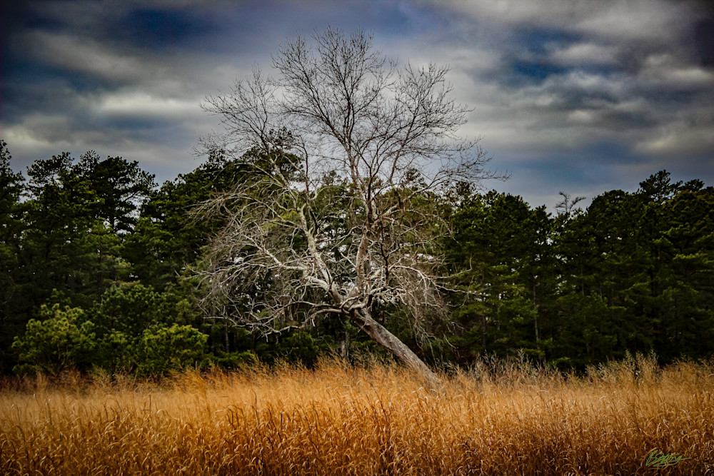 The Naked Tree Photography Art | BSTING PHOTOGRAPHIC STUDIOS LLC