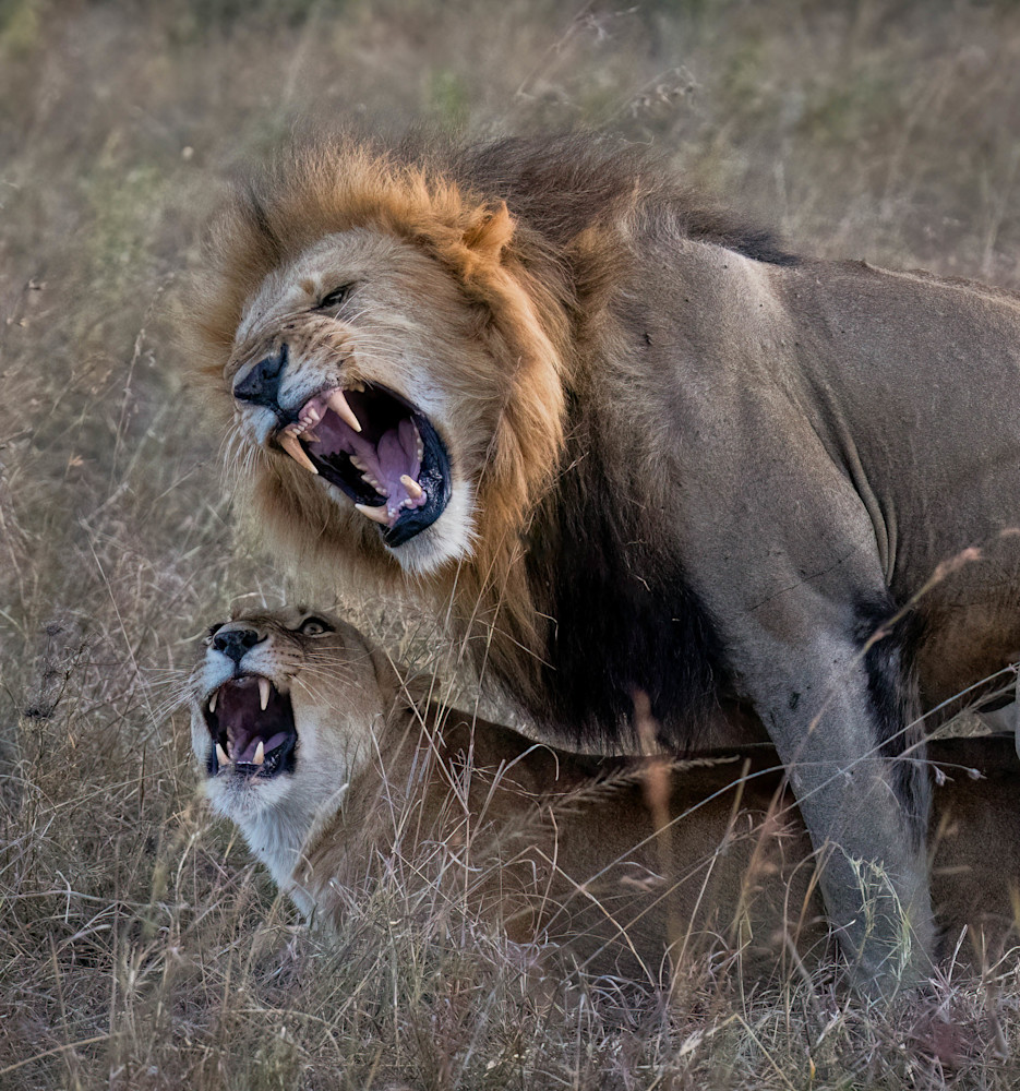 Lion Couple Photography Art | Jamey Binneveld Photography